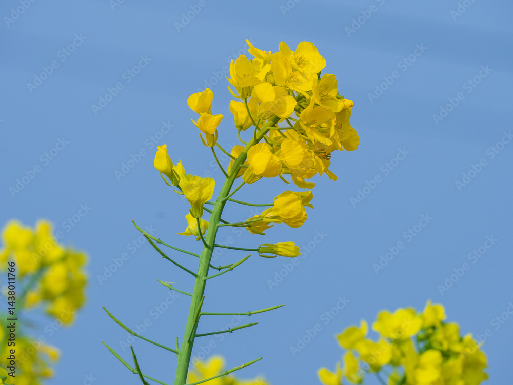 Obraz premium yellow flowers on blue sky background