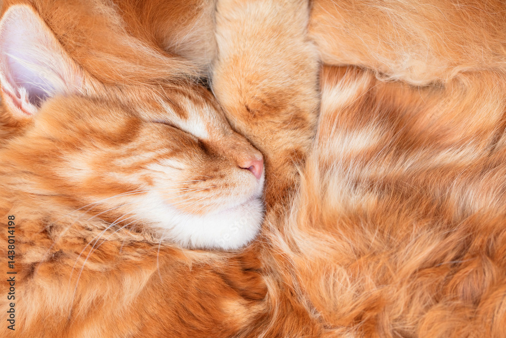 Fototapeta premium Big Red Maine Coon Cat