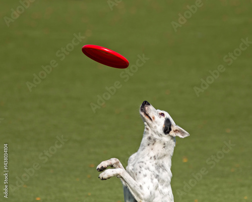 Cuadro en lienzo A happy dog running around and playing in a park