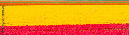 Obraz na płótnie Colorful flowers growing in an agricultural field, Almere, Flevoland, The Netherlands, April 25, 2025 w salonie