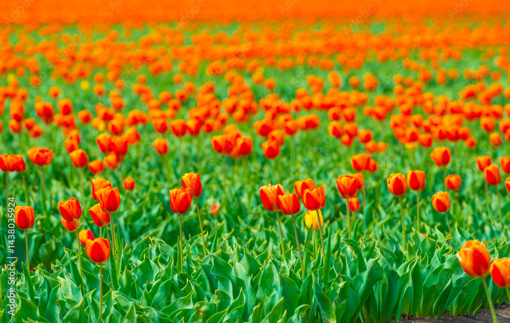 Colorful flowers growing in an agricultural field, Almere, Flevoland, The Netherlands, April 25, 2025