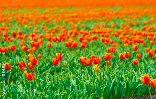 Obraz na płótnie Colorful flowers growing in an agricultural field, Almere, Flevoland, The Netherlands, April 25, 2025 w salonie
