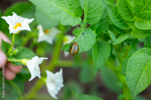 Colorado potato beetle munching on potato leaves in a garden, damaging the plant and threatening crop yield while posing challenges for farmers and gardeners alike