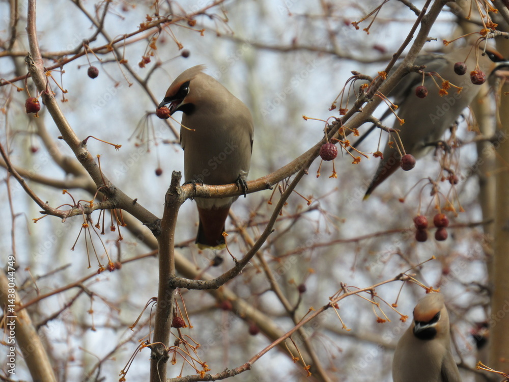 Fototapeta premium bird on a branch