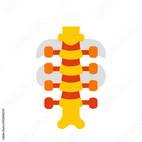 illustration of human spine, representing anatomy and healthcare education concept, copy space