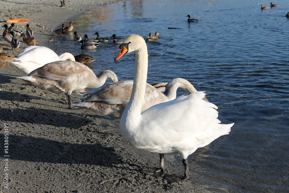Obraz premium Cygne de face au bord du lac