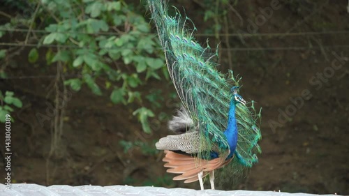 India Peafowl (Pavo cristatus ) bird watching in the garden.