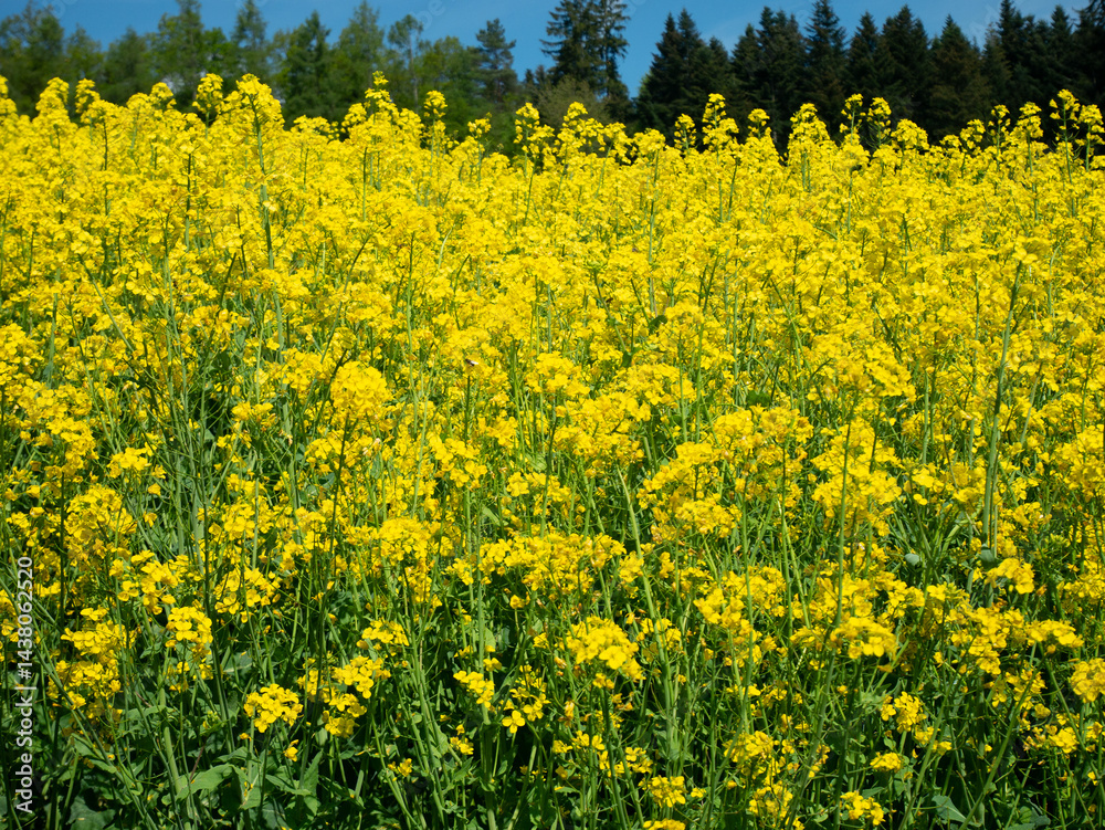 Obraz premium Blooming Yellow Rapeseed Field in Rural Countryside under Blue Sky. A beautiful yellow rapeseed (Raps) field blooming under a clear blue sky in the countryside. Vibrant canola flowers covering the rur