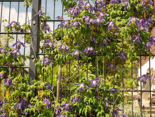 Fototapeta Naklejka Na Ścianę i Meble -  Climbing Clematis Flower Blooming Along a Metal Fence in Countryside. A purple clematis flower (Clematis) blooms and twines around a metal fence near a countryside house. The vibra