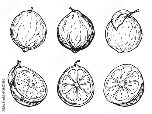 Lime vector line art illustration