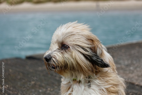 Cute dog Tibetan terrier seaside holidays summer