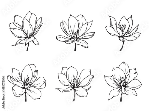 Magnolia vector line art illustration
