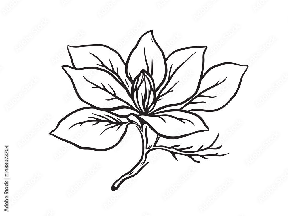 Magnolia Leaf vector line art illustration Magnolia Leaf vector line art illustration