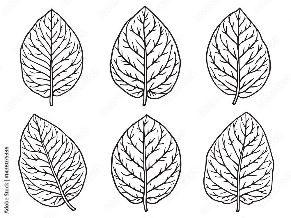 Obraz premium Mango leaf vector line art illustration