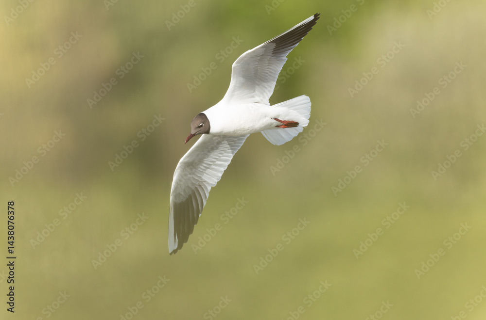 Laughing Gull Chroicocephalus ridibundus in Brittnay, France