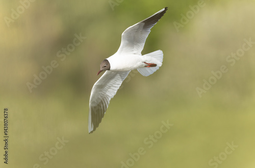 Obraz na płótnie Laughing Gull Chroicocephalus ridibundus in Brittnay, France w salonie