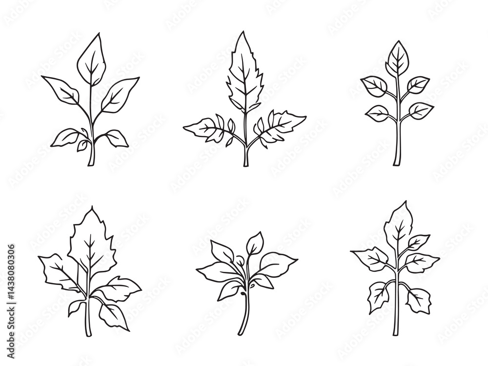Fototapeta premium Mugwort Leaf vector line art illustration