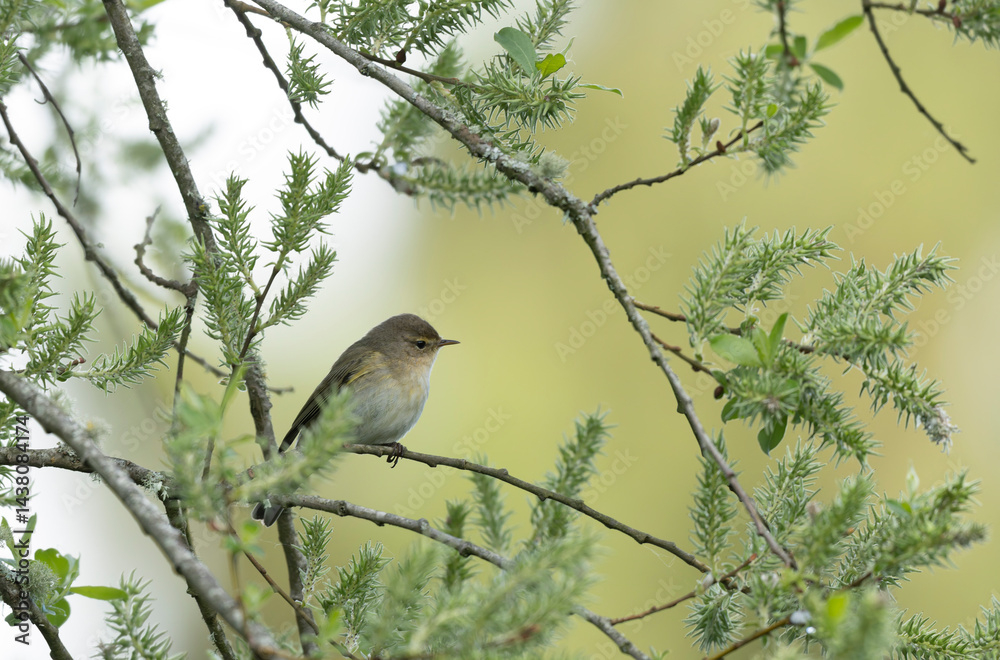 Phylloscopus collybita, the Chiffchaff, perched in a tree in spring