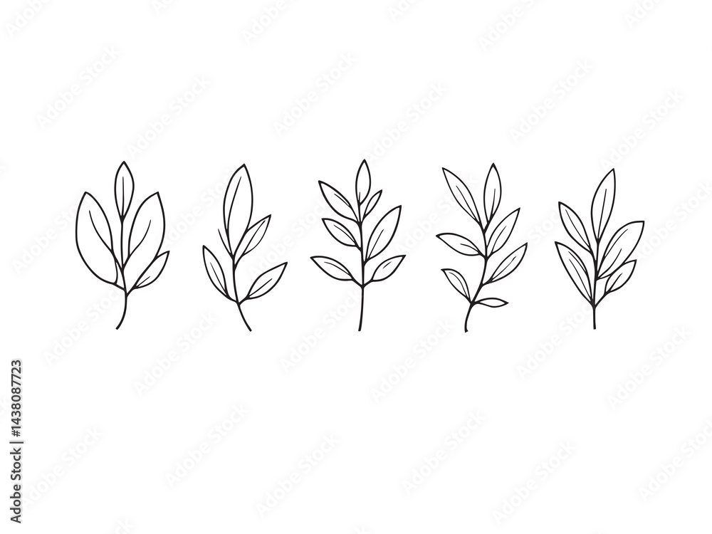 Olive leaf vector line art illustration Olive leaf vector line art illustration