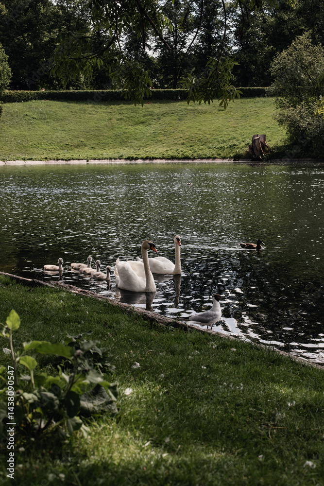 Obraz premium family of white swans swims on a lake in a park with green trees. A seagull sits on the shore of the lake.