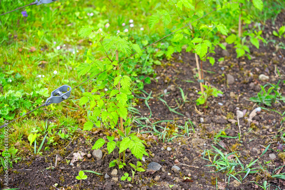 Fototapeta premium Close-up of beautiful raspberry bushes on a spring morning at terrace of apartment building. Photo taken April 27th, 2025, Zurich Schwamendingen, Switzerland.