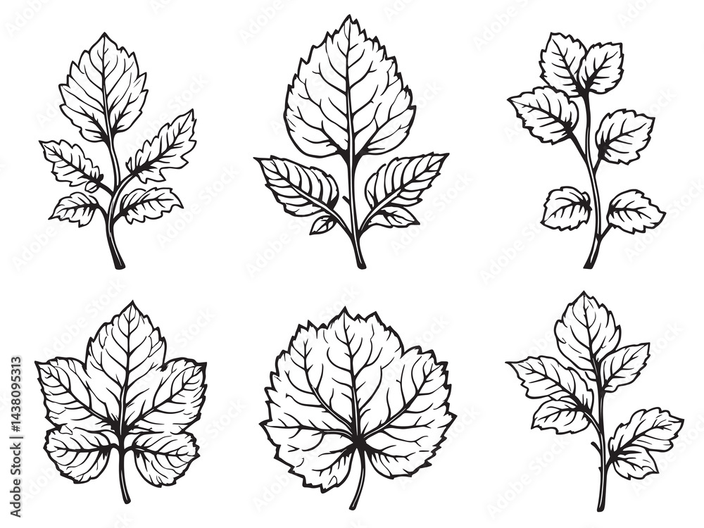Fototapeta premium Pennywort Leaf vector line art illustration