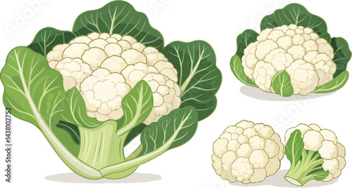 Cauliflower illustration vector design, Cauliflower in white background