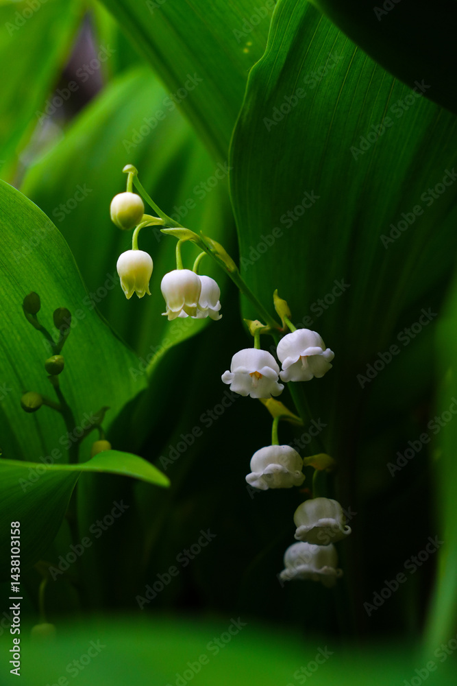 Obraz premium lily of the valley in the garden