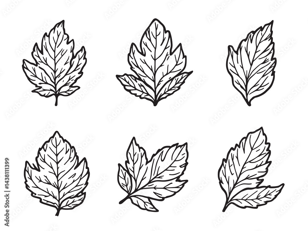 Obraz premium Rue Leaf vector line art illustration