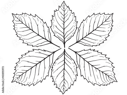Sassafras leaf vector line art illustration