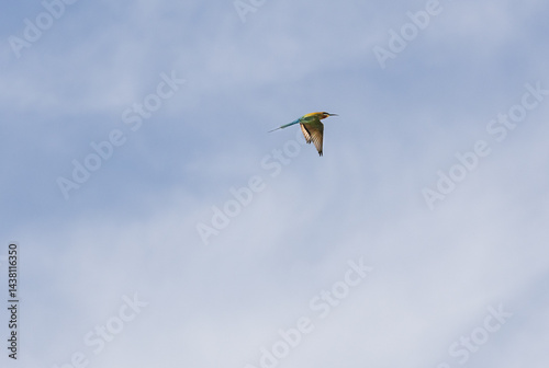 Colourful Blue tailed bee eater flying in the blue sky