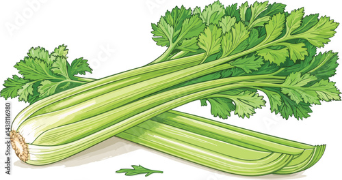 Celery in white background vector design, Celery illustration vector design