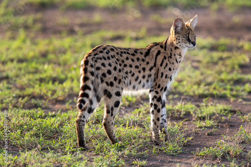 serval