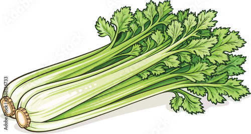 Celery in white background illustration vector design, Celery illustration vector design