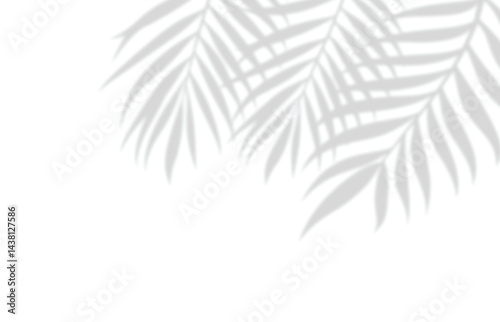 Realistic shadow overlay effect. Natural palm leaf shadow isolated on white background. Design element for summer spring project, Mockup, template for product display