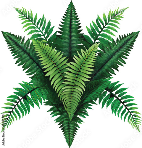 Green fern frond isolated, a closeup of tropical foliage showing a natural, leafy pattern of summer growth