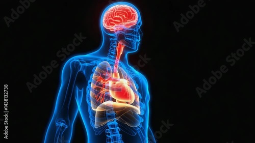 Human Anatomy: Lungs, Heart, and Brain in Profile, 3D Render
