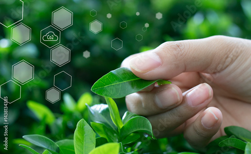 Reduce emission and Carbon neutral concept. Hand holding a tree with a CO2 symbol to limit climate change and global warming
