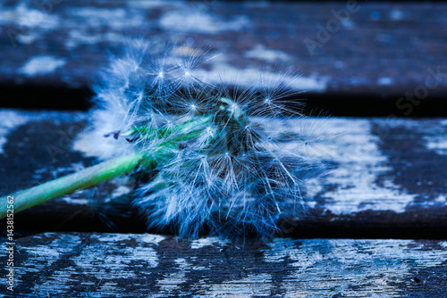 Pusteblume auf einem Holzuntergrund