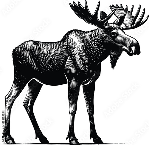 Moose Vector Silhouette, Majestic Moose Design, Wild Moose Artwork, Moose Illustration, Forest Moose Graphic, Moose Clipart, Wildlife Moose Cricut Art for T-Shirt, Moose Animal Print Design