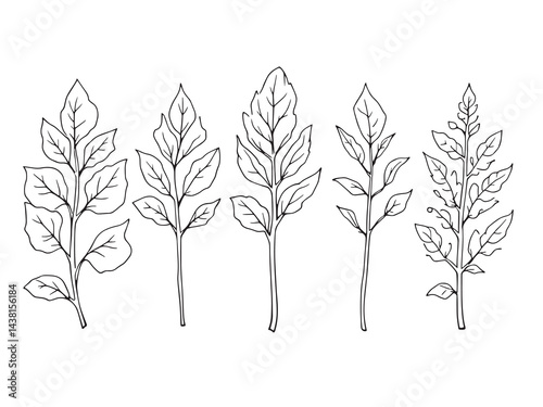 Wild Violet Leaf vector line art illustration