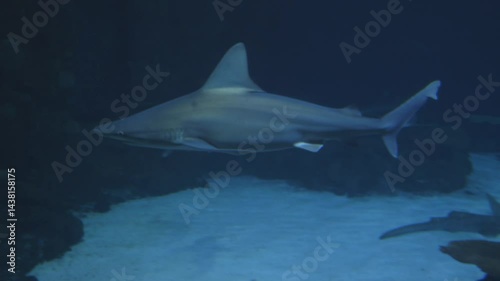 Wallpaper Mural shark swimming in aquarium  Torontodigital.ca