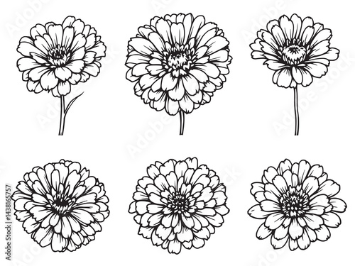 Fotografi Zinnia vector line art illustration