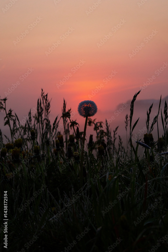 A dandelion at sunrise