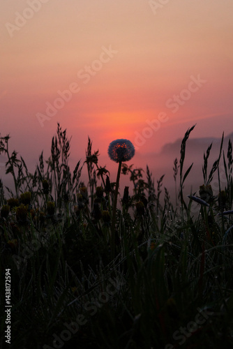 Obraz na płótnie A dandelion at sunrise w salonie