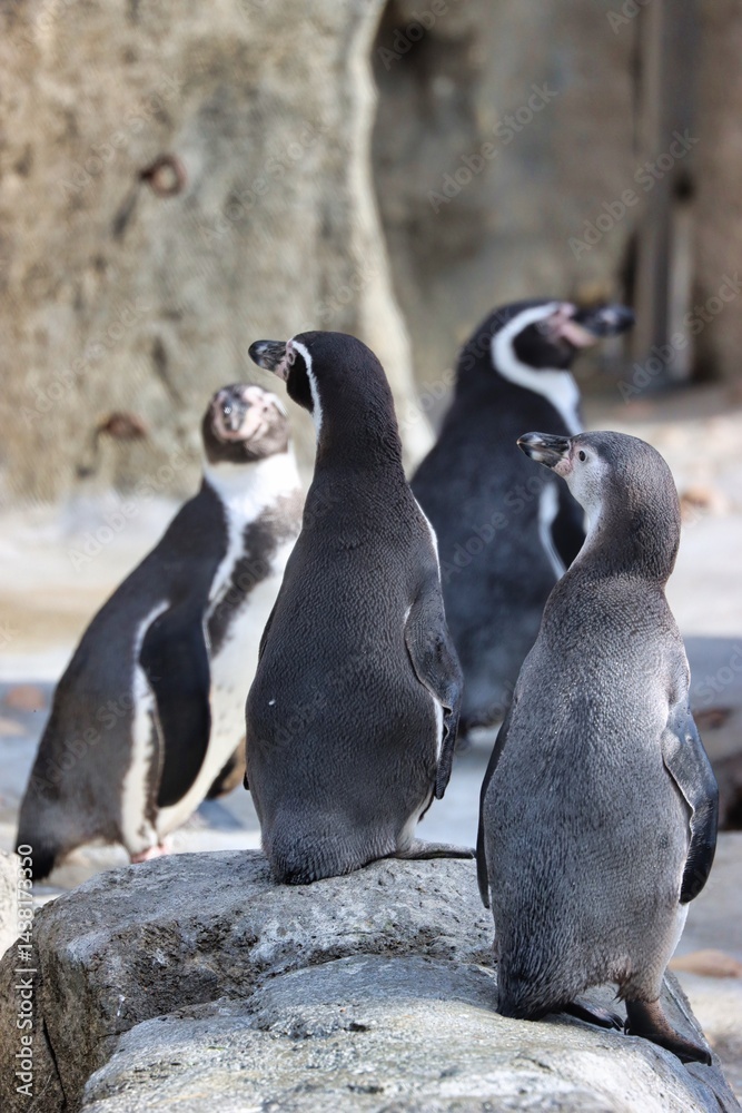 Fototapeta premium Animals