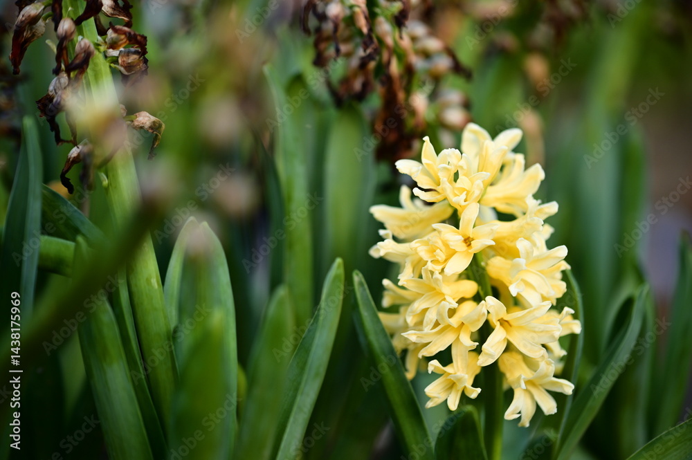 Bright yellow hyacinth petals glow against a backdrop of calming green leaves. The shallow depth creates a meditative atmosphere while showcasing the flower's vivid detail.