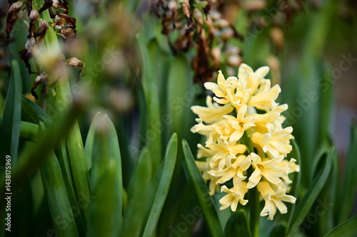 Obraz na płótnie Bright yellow hyacinth petals glow against a backdrop of calming green leaves. The shallow depth creates a meditative atmosphere while showcasing the flower's vivid detail. w salonie