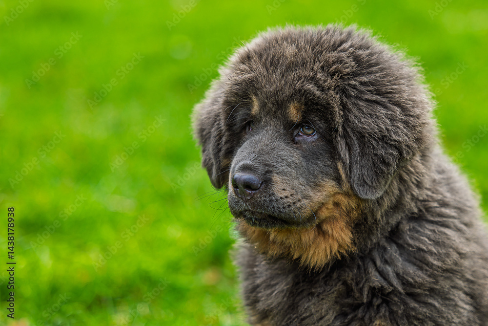 Fototapeta premium The Tibetan Mastiff puppy portrait