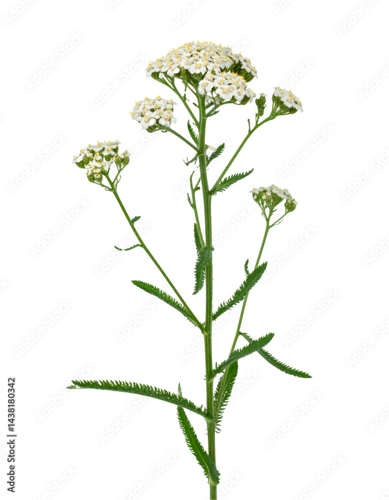 Yarrow stem featuring white flowers, isolated on a transparent background, perfect for graphic design projects